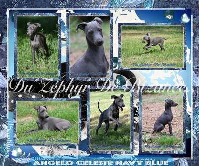 Angelo Celeste Navy Blue