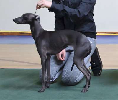 Astra Bravissimo Sweetheart