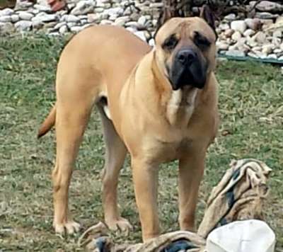 MID AMERICA K-9 NIKO OF C-LOCK
