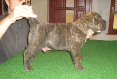DOGO MIRACLE BALIAN