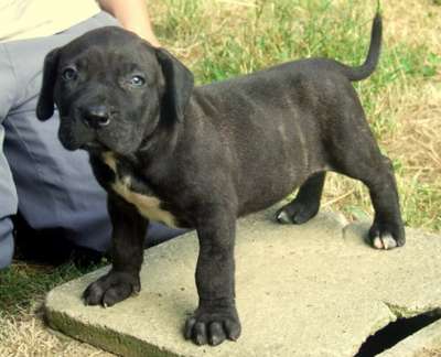 IGOR DE LA HUELLA DEL PRESA CANARIO