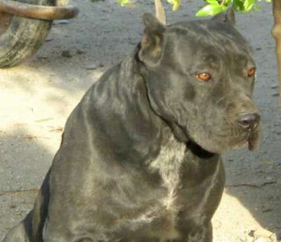 ANITA DE KING ZULU