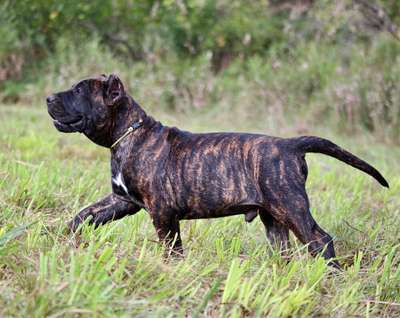 TRENZADO OF PROPER K9
