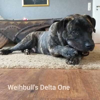 WEIHBULL'S DELTA ONE