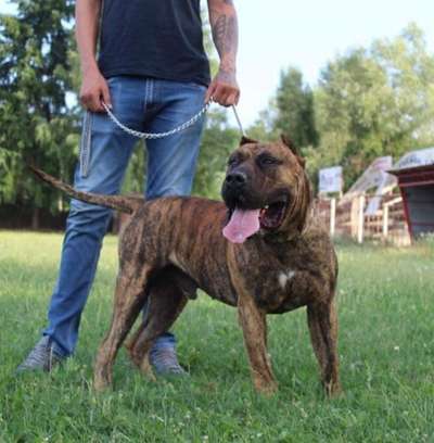 ARON COLOSSUS OF BUKULJA