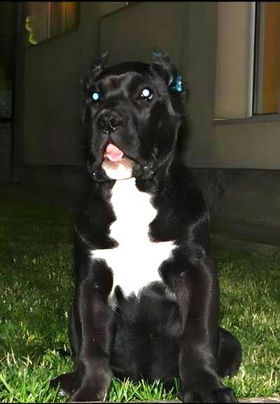 KIMBA DE BREVIERCAN