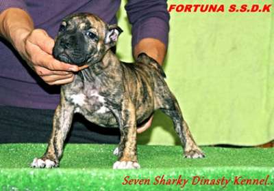 FORTUNA OF SEVEN SHARKY DINASTY