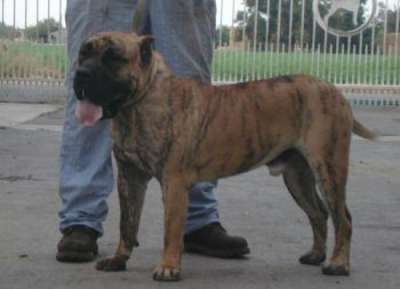 THE ALMIGHTY DE CARLOS ROSSI (CEZAR)
