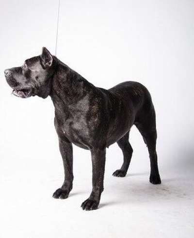SHAKIRA SUPER STAR PERRO PRESA GRAND
