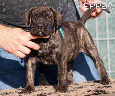 PEPPER NUESTRA SANGRE