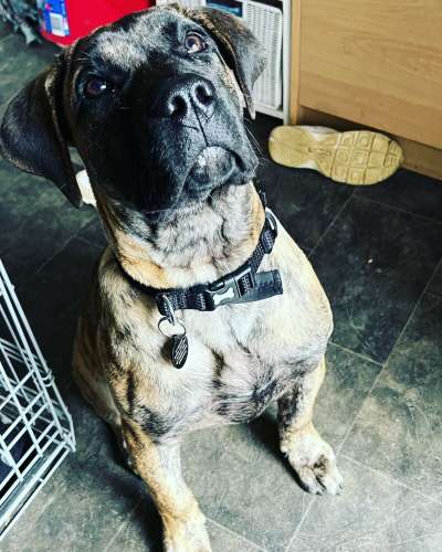 KOBE PRESA GANG KENNEL