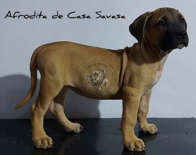 AFRODITA DE CASA SAVASA