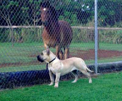 BRAVO KENNEL'S OTRA