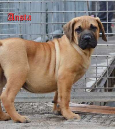 ANSTA SSDK