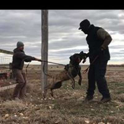 CANARIAN BULL'S AQUILA
