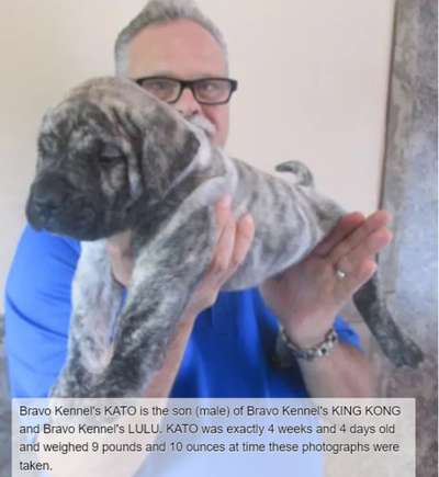 BRAVO KENNEL'S KATO