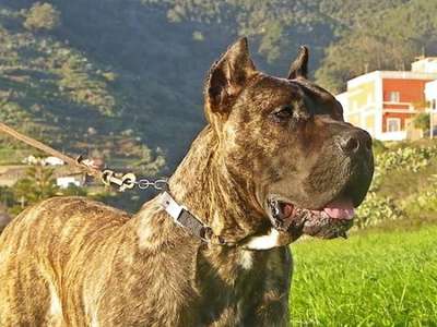 MOCAN DE TINERFA-CAN