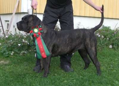 NINKI DE BARNACAN BULL