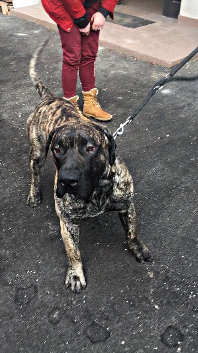 BOND BAD DOGZ CANARIO