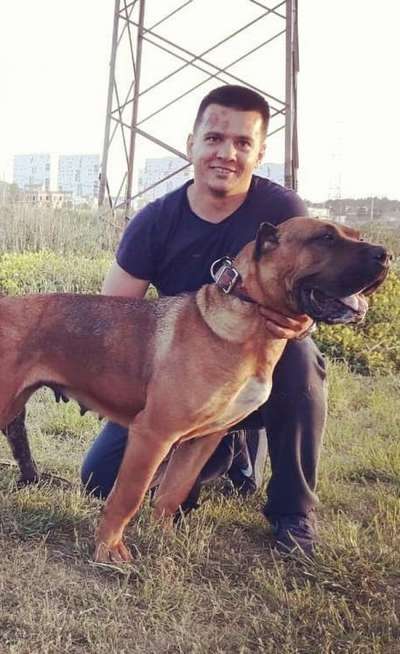 PICACHA DE SPALATO BULL