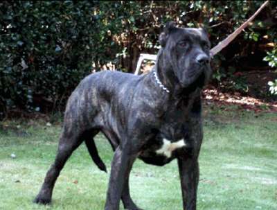 GRANDIOSO'S SAMSON