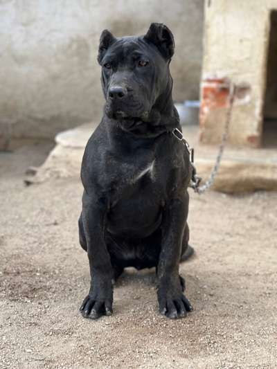TRAKA DE KING ZULU