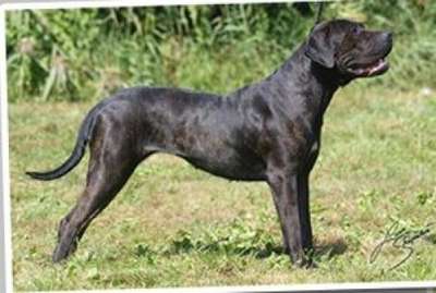 AFRODITHE CINTHIA SUBLIME DRAGO