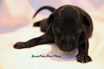 Grandepatte Black Velvet