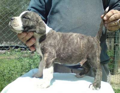 MESSI FROM GDF
