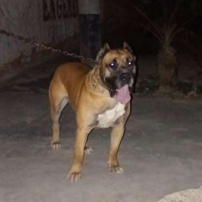 KONG CHAJLLA PERRO DE PRESA