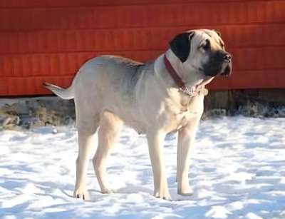 ERA DOG EYE'S (WILMA)