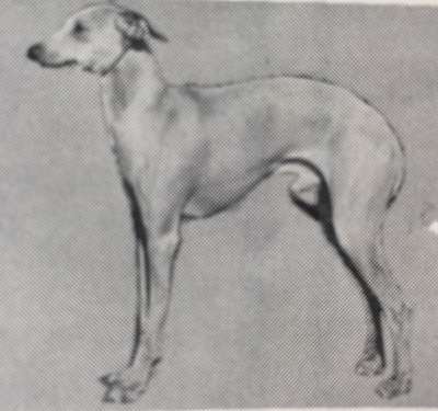 Baker's Count Luigi Vivace