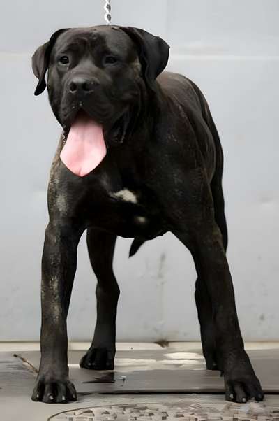 CROCOPS OF DOGO PARADISE