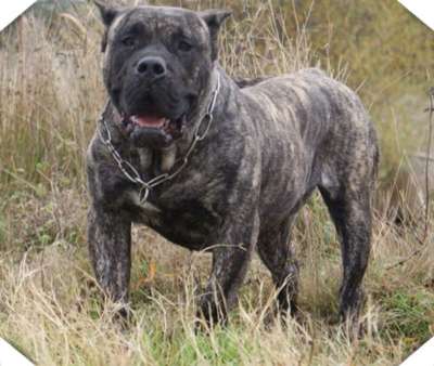 ARIKA DE BARNACAN BULL