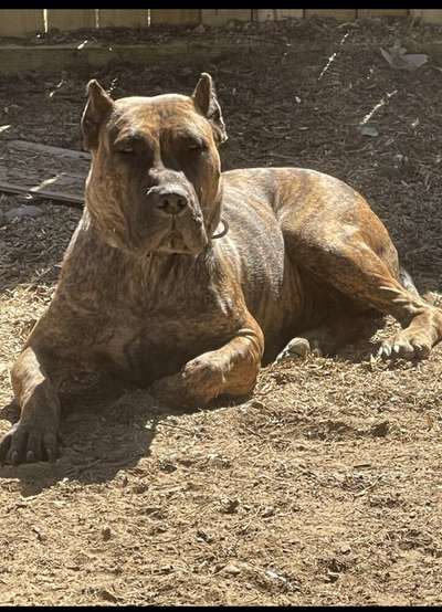 PRIDELANDERS NALA