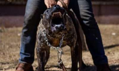 BARDOCK DE CICILLINI PROTECTION DOGS
