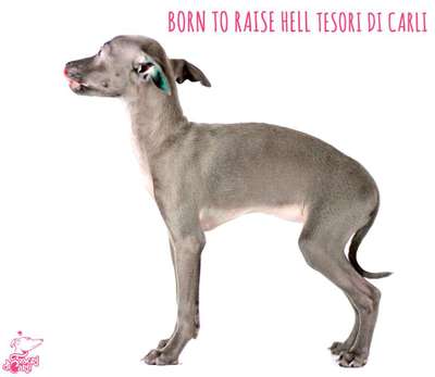 Born To Raise Hell Tesori Di Carli