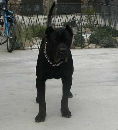 HORACIO DE KING ZULU