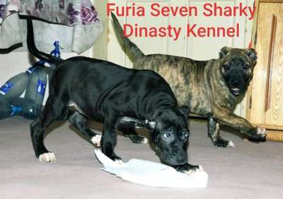 FURIA OF SEVEN SHARKY DINASTY