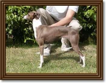 Movado Trina