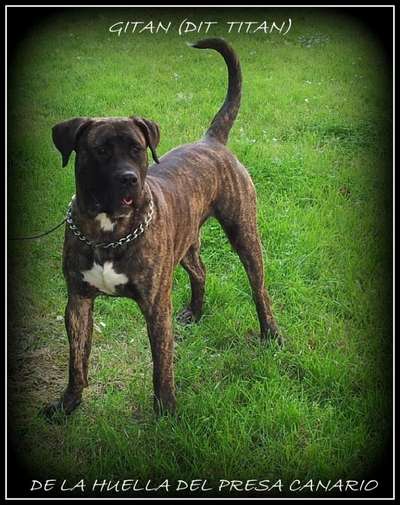 GITAN DE LA HUELLA DEL PRESA CANARIO (TITAN)