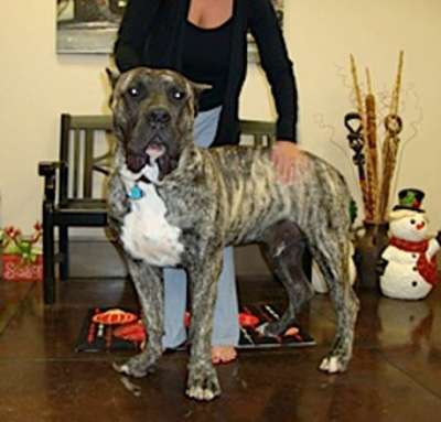 BRAVO KENNEL'S FLASH