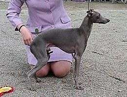 Astra Bravissimo Benjamins