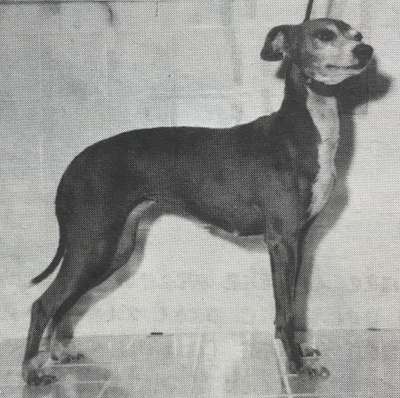 Bye Baby Bunting Of Jachelann