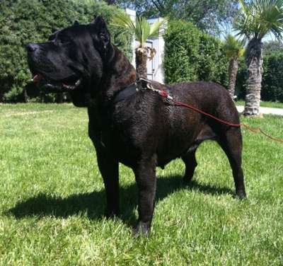 CANDELA DE BARNACAN BULL