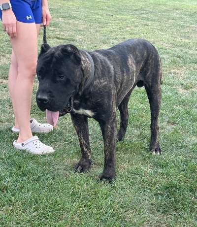 AMERICAN BRED JACOB