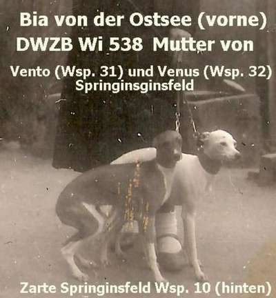 Bia Von Der Ostsee