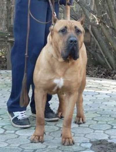 PERROS CANARIOS OROS AZIRA