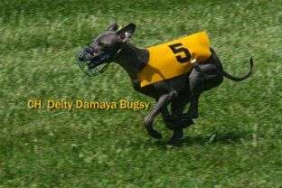Deity Damaya Bugsy