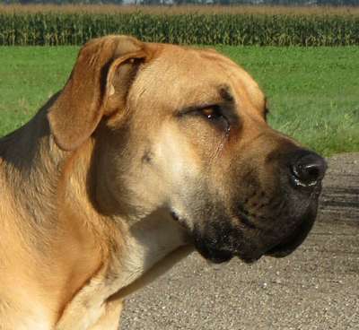 ASLAN DOGI ALEKSANDRY